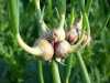 Nabízíme k prodeji semena cibule prorůstaná (Egyptská)
Cibule prorůstaná Allium Cepa var. Proliferum - je vytrvalá cibule, plně mrazuvzdorná, dorůstající  50 -120 cm v jednom až třech patrech.Na květním stvolu ve výšce okolo 40 cm vyrůstá shluk 2-10 cibulek. Pokud má rostlina dobré podmínky květní stvol prorůstá dále a může vytvořit až tři patra . Pokud cibuli necháváme na stejném stanovišti více let, vytváří cibule větší trsy. Svojí velmi vysokou mrazuvzdorností je předurčená pro pěstování i v horských oblastech.
Tato cibule je označována mnoha názvy  mnohdy nesprávnými .Český název cibule prorůstaná, cibule poschoďová ,živorodá cibule , v zahraničí egyptská cibule, chybně sibiřská cibule, ošleich, zimní cibule atd.
Balení obsahuje 20 ks cibulek za 26,- Kč.
Semena – neoseeds

