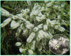 Melaleuca Alternifolia-semena