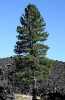 Borovice Jeffreyova (Pinus Jeffreyi), je velmi atraktivní světlomilná dřevina z čeledi Pinaceae. Pochází ze západní části Ameriky a severozápadního Mexika a je velmi podobná borovici těžké od které se však liší zejména vzhledem letorostů, které jsou modrobíle ojíněné, narozdíl u borovice těžké, kde jsou hnědavé nebo zelenavé. Dokáže růst v nadmořských výškách do 3 000 m,  dobře snáší chladné zimy i sucho a dožívá se věku 400 – 500 let. Borovice Jeffreyova je strom středních až větších rozměrů dosahující výšky 30 – 60 m, (2 metrové výšky dosáhne už za 5 – 8 let) a šířky o průměru 60 – 150 cm, výjimečně až 250 cm. Kořeny svazčité a pevně zakotvené v půdě. Povrch kmene má červenohnědou barvu, je jen jemně rozpraskaný v široké desky. Koruna široce kuželovitá a řídká. Větve rostou v přeslenech, pupeny jsou podlouhle vejčité, až 25 mm dlouhé, žlutohnědé až červenohnědé a nesmolnaté. Balení obsahuje     8 semen za 27 Kč, 50 semen za 134 Kč, 100 semen za 215 Kč. Semena -neoseeds