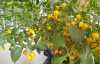 Nabízíme k prodeji semena Chilli Biquinho Amarelo
Chilli Biquinho Amarelo (Capsicum chinense) je chilli paprička původem z Brazílie. Přeložit by se mohlo jako „Žlutý zobáček“ („biquinho