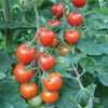 Nabízíme k prodeji semena rajčat Bejbino F1:
Rajče Bejbino F1 hybrid  – tato odrůda rajčete je tyčková (indeterminantní), velmi raná, rychle rostoucí a úrodná odrůda, vyznačující se menšími, pevnými plody vynikající chuti, vhodnými ke skladování. Rajčata jsou díky své mimořádné chuti vhodná zvláště k přímé konzumaci, do salátů a na studené mísy. Nejvíce jejich chuť ocení děti. Rajče Bejbíno je řazeno mezi absolutně špičkové odrůdy rajčat na našem trhu, z vlastní zkušenosti to mohu potvrdit. Sada obsahuje 20 semen za 23,- Kč.
Semena – neoseeds
