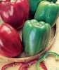 Nabízíme k prodeji semena Paprika California Wonder 
 Pepper California Wonder (Capsicum annuum) pocházející z USA poskytuje vysoké výnosy červeně zbarvených plodů se svěží, jemnou a příjemně sladkou příchutí, které jsou odolné proti viru tabákové mozaiky. Plody jsou vhodné k přímému konzumu, na přízdobu pokrmů, do zeleninových salátů, ale i k tepelnému zpracování.
Balení obsahuje 30 semen za 20,- Kč.
Semena – neoseeds
