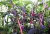 Nabízíme k prodeji semena Chilli fluorescent purple
Chilli fluorescent purple (Capsicum annuum) pocházející z Ameriky jsou výborné papriky, které se používají jak čerstvé do omáček a salátů, tak i sušené a naložené. Jejich pálivost je 30 000 - 50 000 SHU. Hlavní využití Chilli fluorescent purple je ke konzumaci, ale rostlina je i velmi dekorativní, má fialové květy a výrazné fialové papričky, které se v plné zralosti mění na tmavě červenou. Rostlinu je možno díky jejímu menšímu vzrůstu pěstovat i v nádobě. Balení obsahuje 10 semen za 20,- Kč.
Semena – neoseeds
