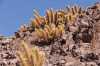 Nabízíme k prodeji Kaktus Oreocereus varicolor z pouště Atacama
Oreocereus varicolor je atraktivní kaktus rostoucí v Chile a Peru. Od základny se větví a vytváří husté trsy svislých, sloupcovitých, matně zelených výhonů, které mají nejčastěji 12 zaoblených žeber s velkými areolami. Z areol vyzařují trny v barvách od bílých až po načervenalé. Radiálních trnů je přibližně 15 a rozbíhají se do široka od sebe. Silné centrální trny mohou být až 4 cm dlouhé. Kvete červenými květy.
Balení obsahuje 10 semen za 15,- Kč.
Semena – Neoseeds
