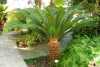 Nabízíme k prodeji sazenice Cycas Revoluta:
Cycas Revoluta (Cykas Japonský) původně pocházející jak sám název napovídá z Japonska, patřící k nejkrásnějším z odrůd cykasů je dnes pro jeho oblíbenost pěstován po celém světě. Tato dlouhověká rostlina s nízkým dekorativním kmínkem a velice okrasná svými tmavými tuhými hřebenovitými listy je velmi podobná palmám, avšak nepatří do nich. Jde o živoucí fosílii z dob před několika miliony let, která díky neobyčejně atraktivnímu a exotickému vzhledu bude ozdobou zimních zahrad a interiérů. V létě jí prospívá letnění na zahradě či na balkóně. Cena sazenice o velikosti 10 cm je za 55,- Kč v nabídce i balení 10 sazenic za zvýhodněnou cenu 500,- kč nebo 5 sazenic za 260,- Kč.
semena - neoseeds