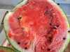 Dobrý den. Nabízím semínka (10ks) vodního melouna úspěšně pěstovaného několik let v domácích podmínkách ČR .Semínka jsou  adaptovaná a ,,otužilá,,  díky čemuž mají  výhody v pěstování v podmínkách ČR. Meloun vodní je tykvovitý plod lubenice obecné,[1] Citrullus lanatus tento druh melounu se pěstuje v mnoha kultivarech. Přestože často bývá považován za ovoce, přesněji se jedná o plodovou zeleninu. Semínka jsou pečlivě vybrána z roku 2023.Odesílam po úhradě předem na účet. Poštovné 30,-Kč obyčejně,75Kč doporučeně. Dále mám v nabídce semínka Virginský,Selský tabák,Ačokča ind.okurka,černý aromatický kmín .,pukancová kukuřice 3 druhy(domácí popcorn),Afrikán semínka (žluté,oranžové),konopná semínka CBD+THC,chilli semínka 1)Kozí rohy,2) Royal Gold 3) AJI CITO 4) Tabasco .5) Zvonečky .Do konce února chilli koření zdarma k objednávce