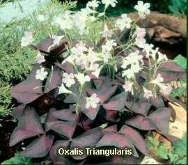 Oxalis triangularis