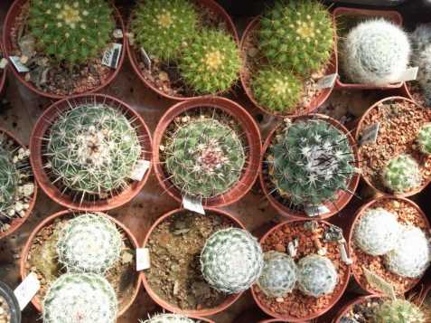 Kaktusy se slevou, různé druhy