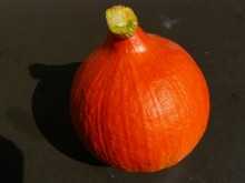 Tykev Hokkaido Orange,semena