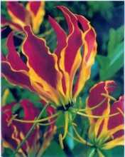 Gloriosa Rotschildiana - semena