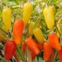 Chilli Numex Pinata - semena za 25 