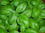 Bazalka Fino verde - semena 