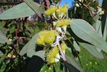 Eucalyptus Wordwardii - semena