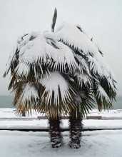 Palma Trachycarpus fortunei -naklíč