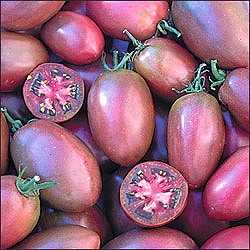 Rajče Purple russian plum,semena