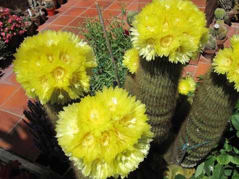 Kaktus Eriocactus leninghausii,sem.