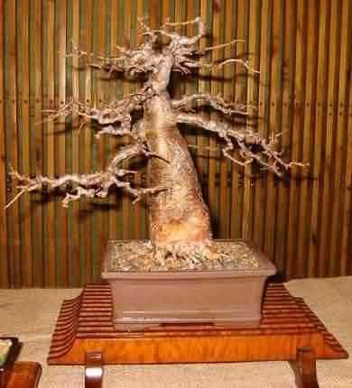 Baobab adansonia digitata,sazenice