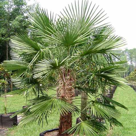 Trachycarpus Naini Tal, nakl.semena