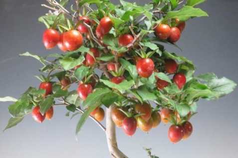 Diospyros Rhombifolia-sazenice