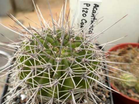 Kaktus Acanthocalycium klimpelianu 