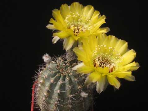 Kaktus Lobivia chrysantha,semena